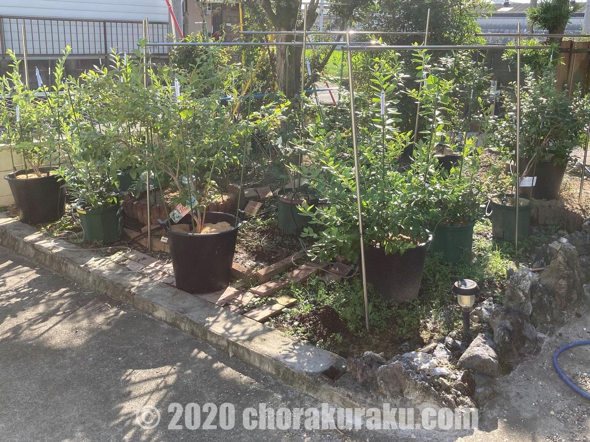 ブルーベリーの鉢植え栽培におけるコガネムシ類成虫と幼虫の対策方法 釣楽々 ブルーベリーの鉢植え栽培におけるコガネムシ類成虫と幼虫の対策方法 釣楽々