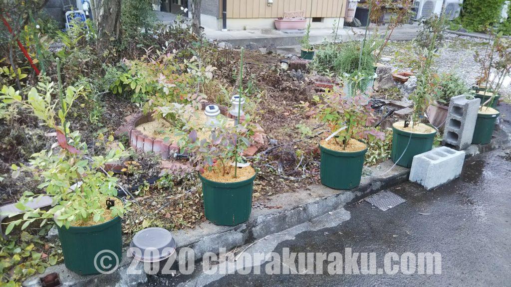 2年生苗ブルーベリーのブライトウェルが1年間でどう成長していったか記録しました 釣楽々 2年生苗ブルーベリーのブライトウェルが1年間でどう成長していったか記録しました 釣楽々